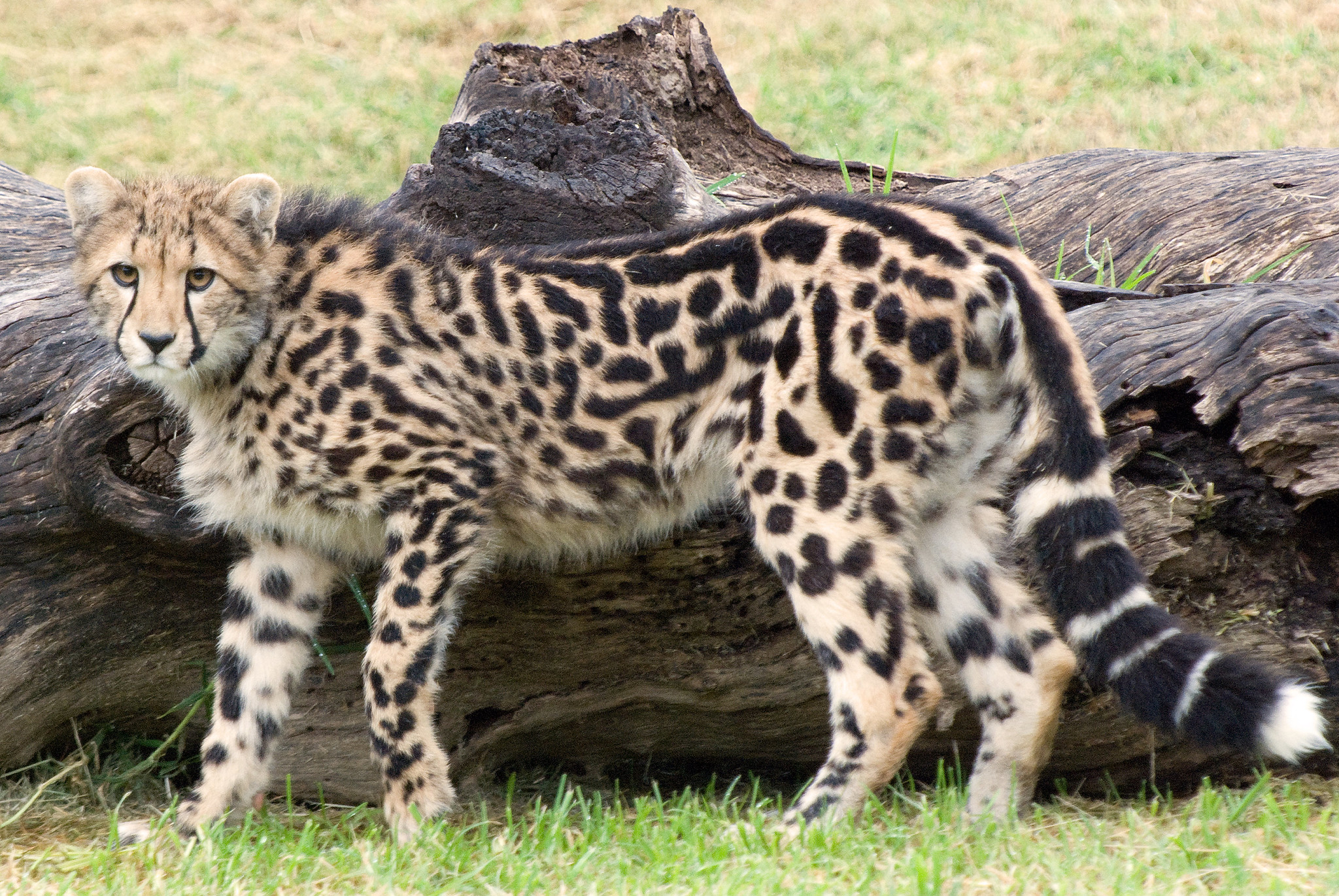 Молодий королівський гепард стоїть на траві біля темної колоди. «King Cheetah cub» by Brad / CC BY-ND 2.0