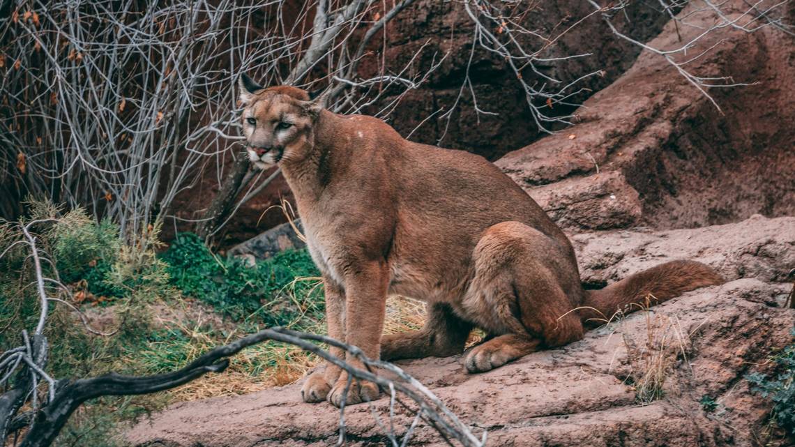 Коричнево-рудий пума з кремово-білим животом сидить на коричневих скелях серед сухих світло-сірих гілок і темно-зелених кущів.