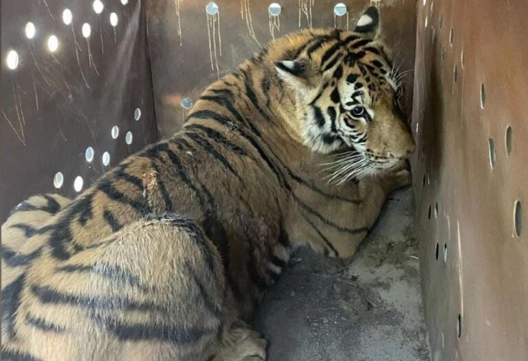 Тигр з рудою шерстю та чорними смугами лежить у металевій коробці з круглими отворами по стінах. Підлога сіра, стіни коричневі з подряпинами та отворами, крізь які видно світло. Тигр дивиться вправо, частково лежачи на боці.