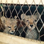 Два левенята світло-коричневого кольору стоять за металевою сіткою з ромбоподібним візерунком. Унизу видно світлу горизонтальну планку, позаду — темний фон.