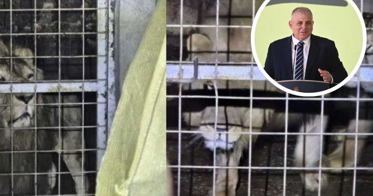 Леви у металевих клітках. Праворуч зверху кругле фото чоловіка у темному костюмі та білій сорочці на світлому фоні.