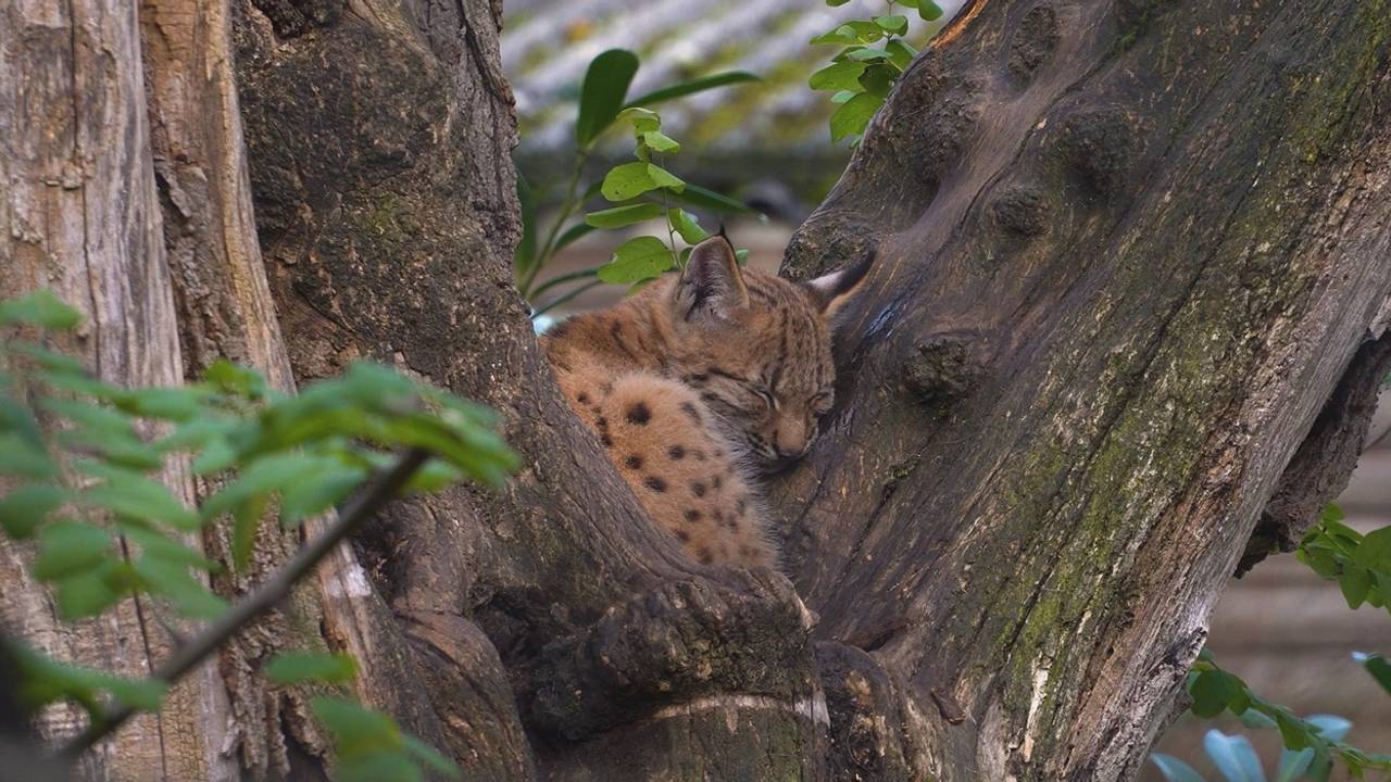 Рудувато-коричневий кіт з чорними плямами спить між стовбурами дерев із текстурною корою, навколо зелене листя.
