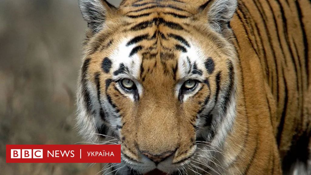 Тигр з оранжево-коричневим хутром і чорними смугами дивиться вперед. У нижньому лівому куті логотип у червоному кольорі, де написано \"BBC NEWS | УКРАЇНА\".
