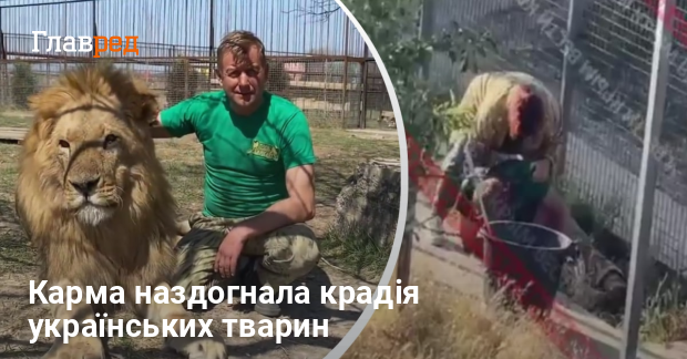 Людина у зеленій футболці сидить біля лева, ліворуч текст: \"Карма наздогнала крадія українських тварин\". Інша людина біля паркану з плямами червоного кольору на голові. Присутній напис: Главред.