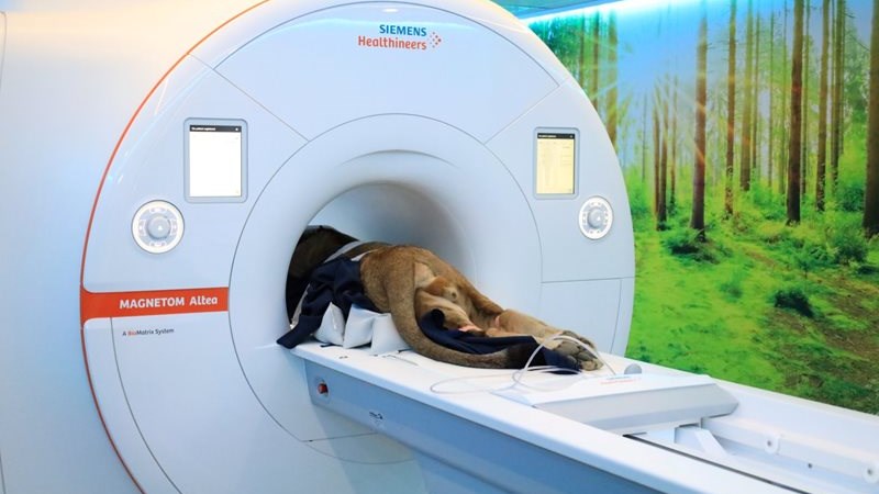 Медичний апарат білого кольору із написами \"Siemens Healthineers\" і \"MAGNETOM Altea\", всередині лежить тварина коричневого кольору. Справа зображено стіну із зеленим лісовим малюнком.