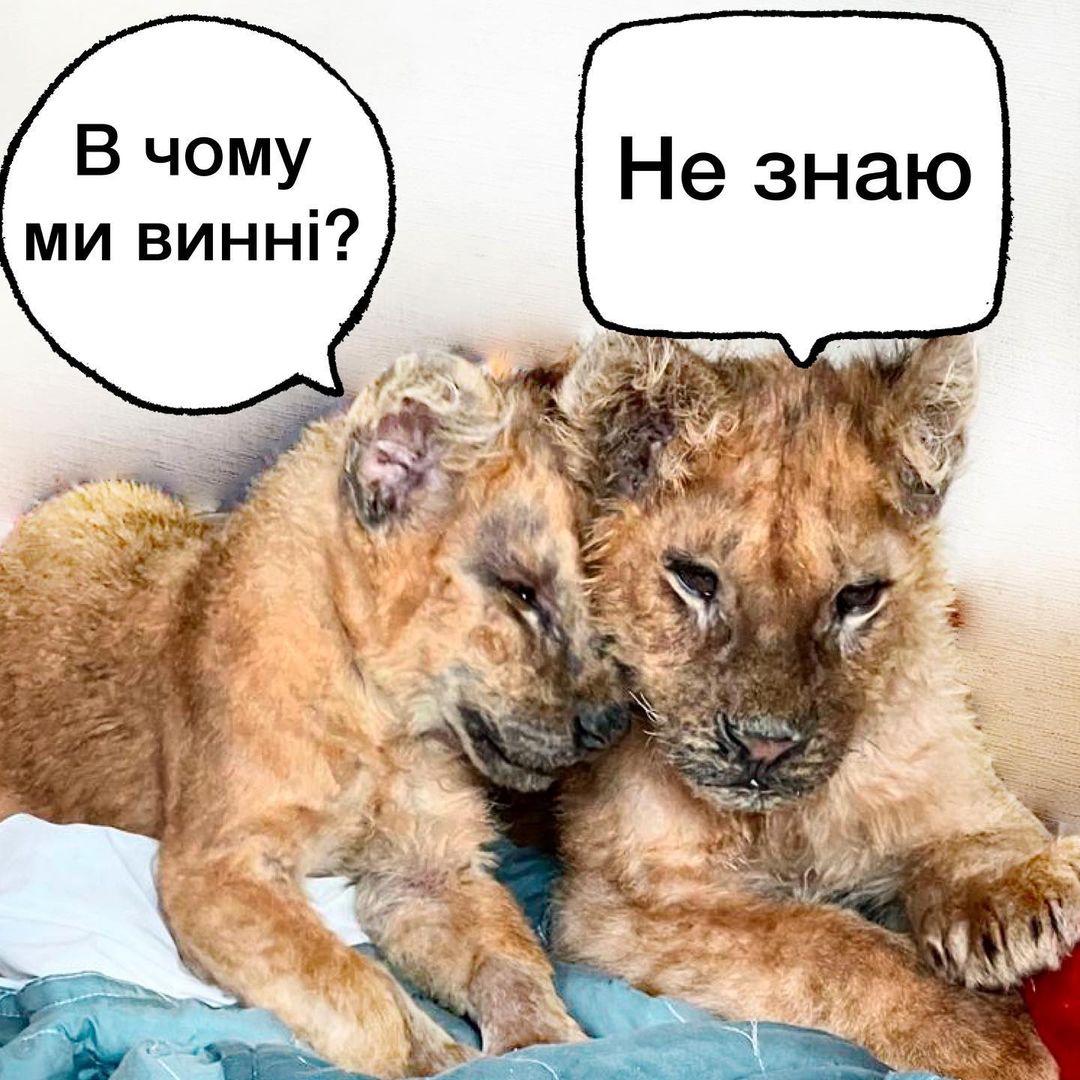 поранені левенята