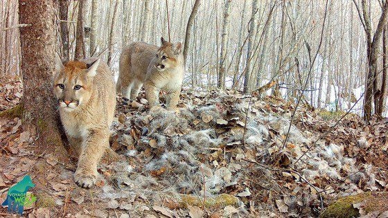 Дві руді рисі в лісі серед сухого листя й тонких дерев. Одна йде попереду біля стовбура, друга стоїть позаду на схилі. На землі буре листя, гілки, плями снігу. Внизу ліворуч синьо-зелений логотип.