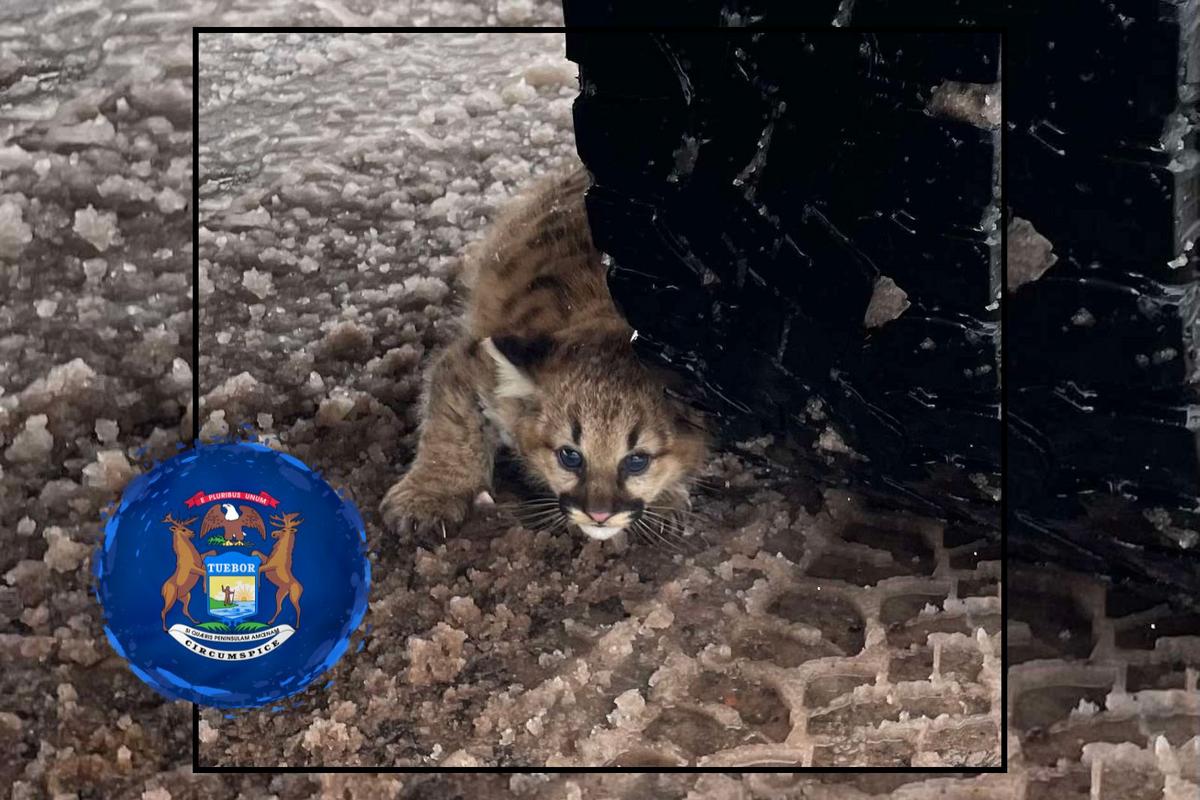 Коричнево-чорне кошеня біля чорного колеса, поверхня зі снігом. Кругла синя емблема містить малюнок та текст \"TUEBOR\", \"E PLURIBUS UNUM\", \"CIRCUMSPICE\".