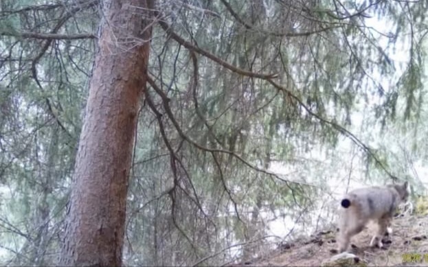 Лісова сцена: великий стовбур дерева зліва, густі зеленувато-сірі гілки зверху, світла тварина з темною плямою біля хвоста стоїть праворуч на схилі серед каміння.