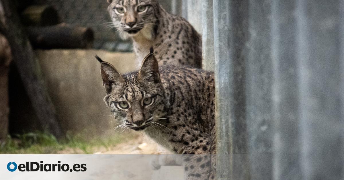 Два плямистих хижаки з гострими вухами і світлими очима виглядають з-за металевої огорожі. Передній хижак нахилений вперед, уважно дивиться. Задній стоїть далі, погляд спрямований уперед. Позаду земля, колоди та сіро-бежевий мур. Внизу ліворуч текст: «elDiario.es» чорного та блакитного кольору.