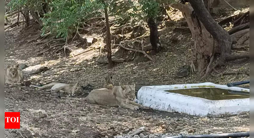 Чотири леви відпочивають на землі поблизу білого резервуара з водою, навколо дерева із зеленим листям, на землі каміння та сухе листя. Видно червоний квадрат із білими літерами \"TOI\".
