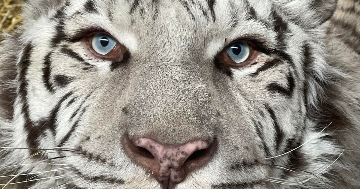 Обличчя тигра крупним планом зі світло-блакитними очима, рожевим носом і сірим хутром з чорними смугами.
