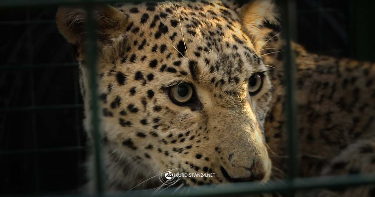 Світло-коричнева велика кішка з чорними плямами лежить за зеленими металевими ґратами. Очі світлого відтінку з темними контурами. Видно вуса та частину морди. У нижній частині є білий логотип з текстом «KURDISTAN24.NET».