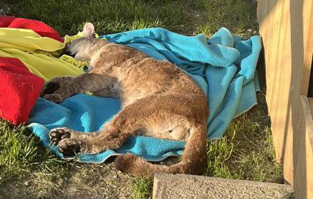 Тварина з коричневою шерстю лежить на блакитному та жовто-червоному покривалі на зеленій траві поруч зі світло-коричневою дерев\'яною огорожею.
