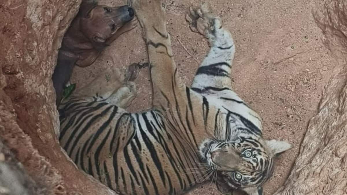 Коричнева земляна яма, в якій лежать тигр з чорно-білими смугами та коричневий собака.