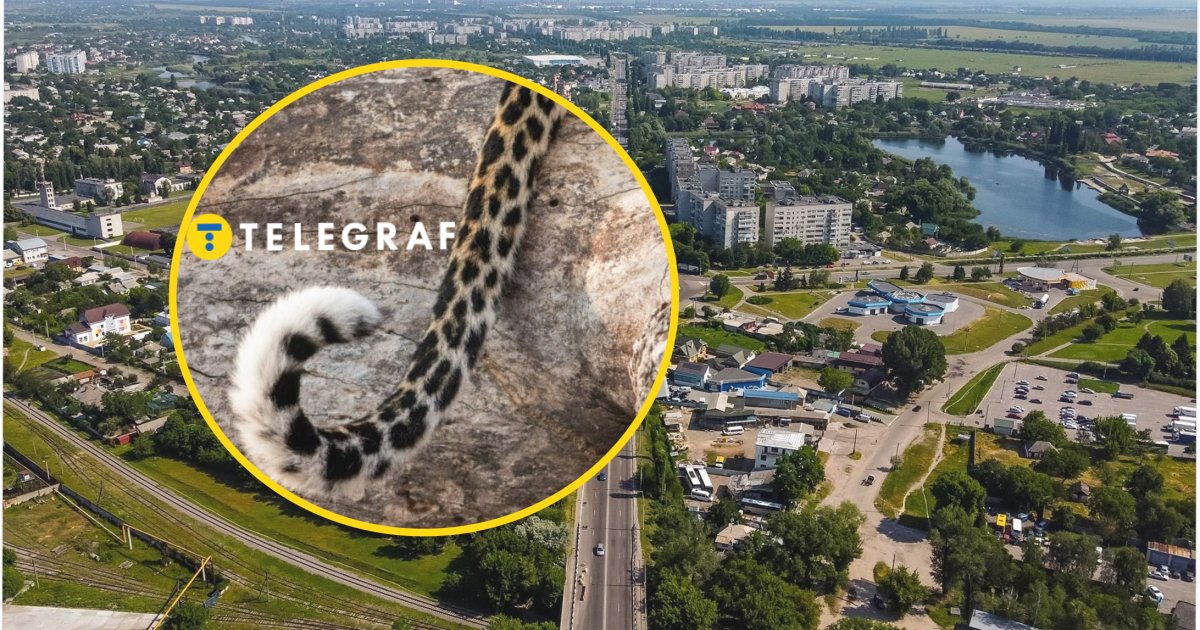 Панорамний вид міста з багатоповерхівками, озером і зеленими зонами. Велике жовте коло містить зображення хвоста леопарда на камені з написом \"TELEGRAF\" білими літерами, літеру \"Т\" виділено на жовтому тлі.