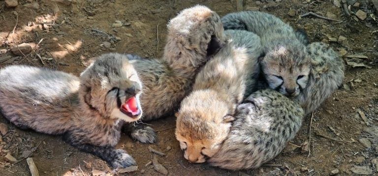 Четверо пухнастих дитинчат гепарда лежать купкою на коричневій землі з камінцями й сухими гілочками. Шерсть сіро-бежева з чорними плямами, від очей тягнуться темні смуги. Дитинча ліворуч широко розкрило пащу, видно рожевий язик.