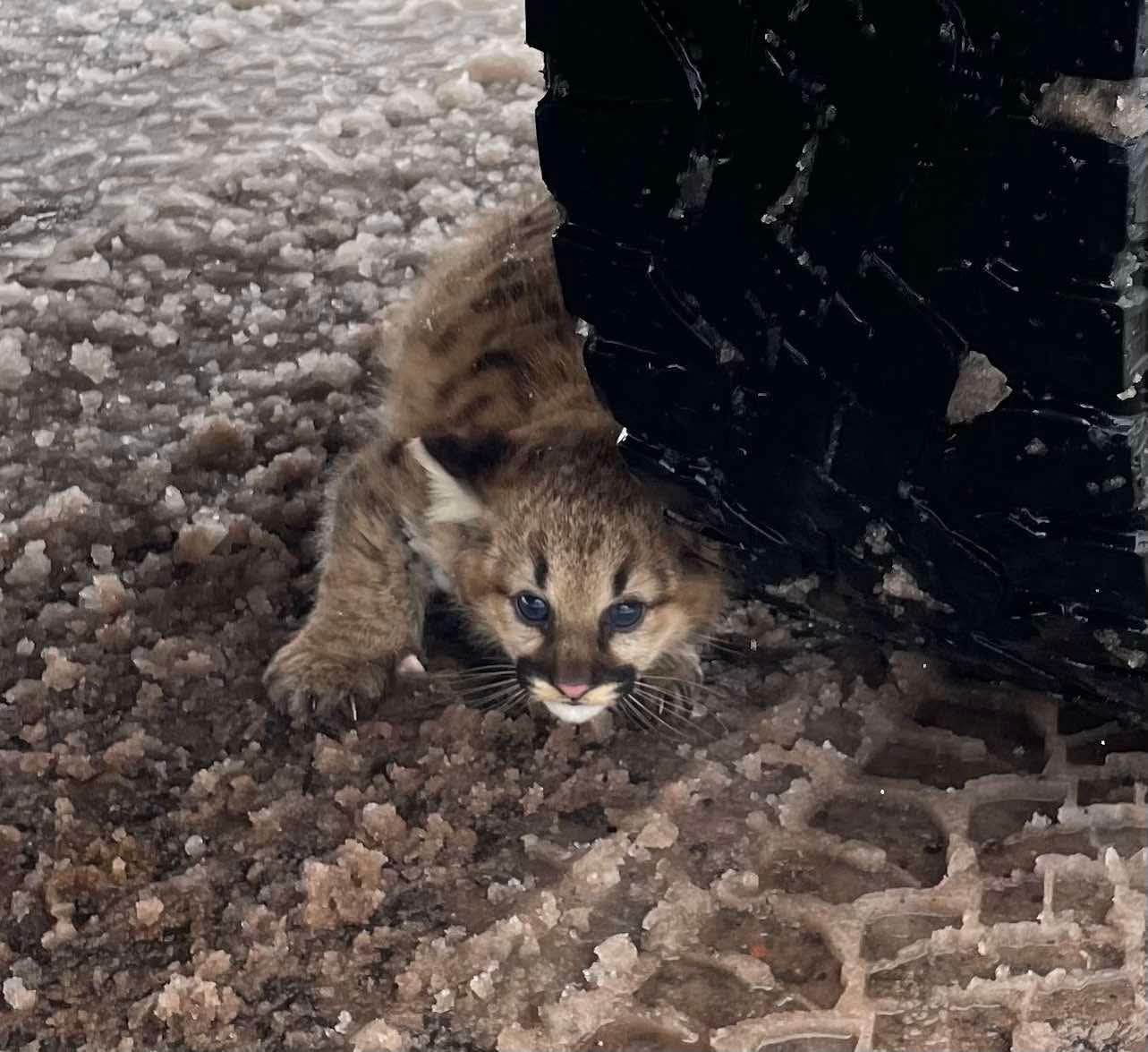 Коричневе кошеня з чорними смужками і блакитними очима ховається під великою чорною шиною. На землі брудний сніг та шматки льоду. Текстура поверхні нерівна та рельєфна.