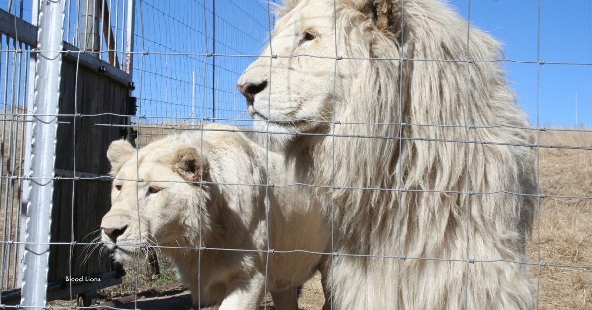 Два білі леви стоять за металевою сітчастою огорожею. Праворуч великий лев із довгою світлою гривою, ліворуч левиця. На тлі суха трава й блакитне небо. Внизу ліворуч білий текст: “Blood Lions”.