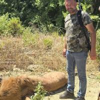 Чоловік у камуфляжній футболці та джинсах стоїть поруч зі лежачою твариною коричневого кольору на фоні зеленої рослинності.