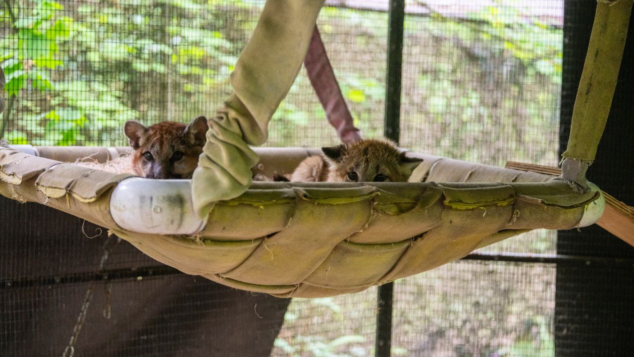 Два маленькі звірята коричневого кольору лежать у висячому гамаку з тканини, навколо клітка та зелені рослини.