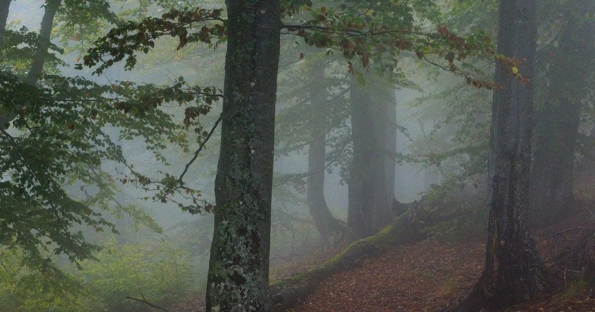 Туманний ліс, великі темні стовбури дерев, зелено-коричневе листя, земля покрита коричневим листям.