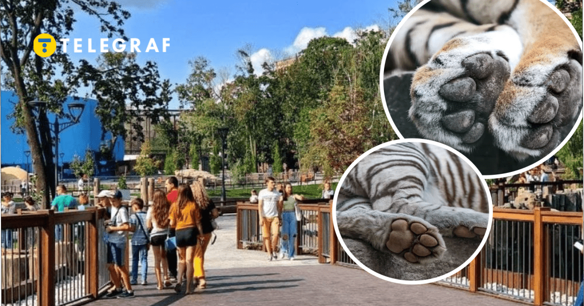 Група людей іде пішохідною доріжкою з дерев’яними перилами серед зелених дерев, у верхньому лівому куті синій фон і жовтий логотип із написом \"TELEGRAF\". Два круглі вікна справа показують великі лапи тигрів.