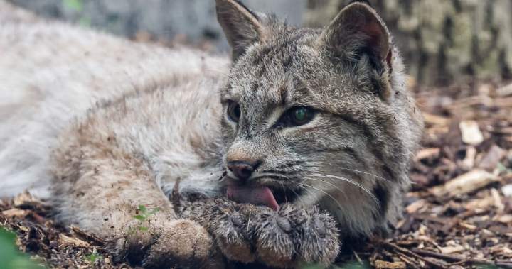 Сіро-коричневий дикий кіт лежить на землі серед кори й гілок, з гострими вухами, зеленим оком, вусами та висунутим рожевим язиком біля передніх лап.