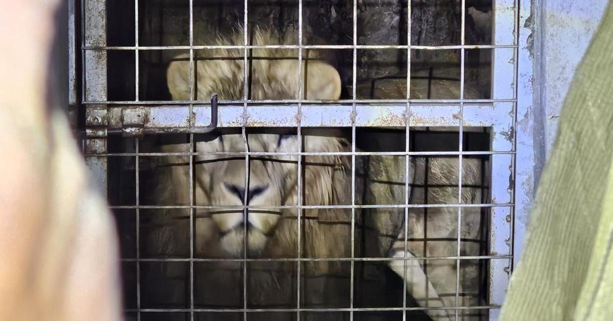 Світло-коричневий лев стоїть за металевою решіткою з сіткою квадратної форми. Грати злегка іржаві, рама блідо-блакитного кольору. Праворуч частково видно світло-зелену тканину. Освітлення направлене спереду.