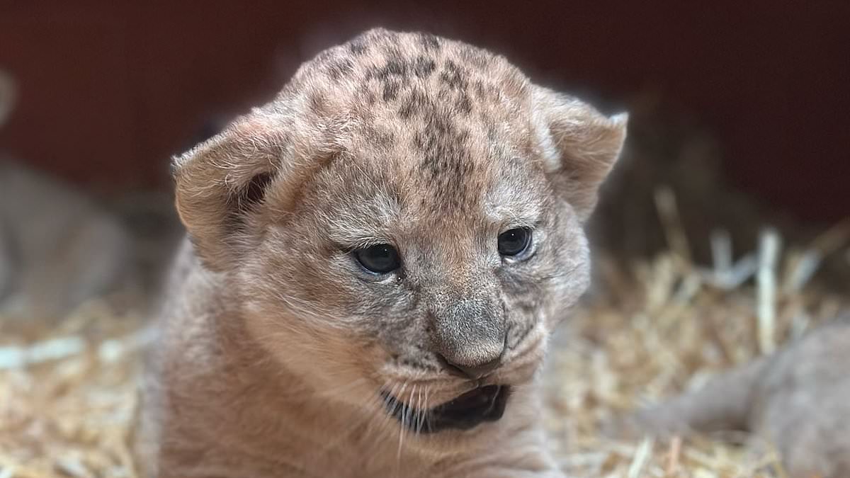Маленьке світло-коричневе кошеня з темними очима й круглими вухами лежить на жовтій соломі. Шерсть пухнаста, з темними плямами на голові. Невеликий чорний нашийник на шиї. Фон темний і трохи розмитий, видно ще трохи соломи.