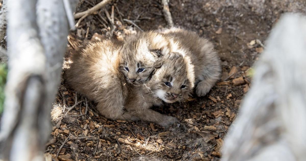 Два маленьких кошеняти світло-коричневого кольору лежать разом на землі серед гілок та землі. Очі тварин відкриті.