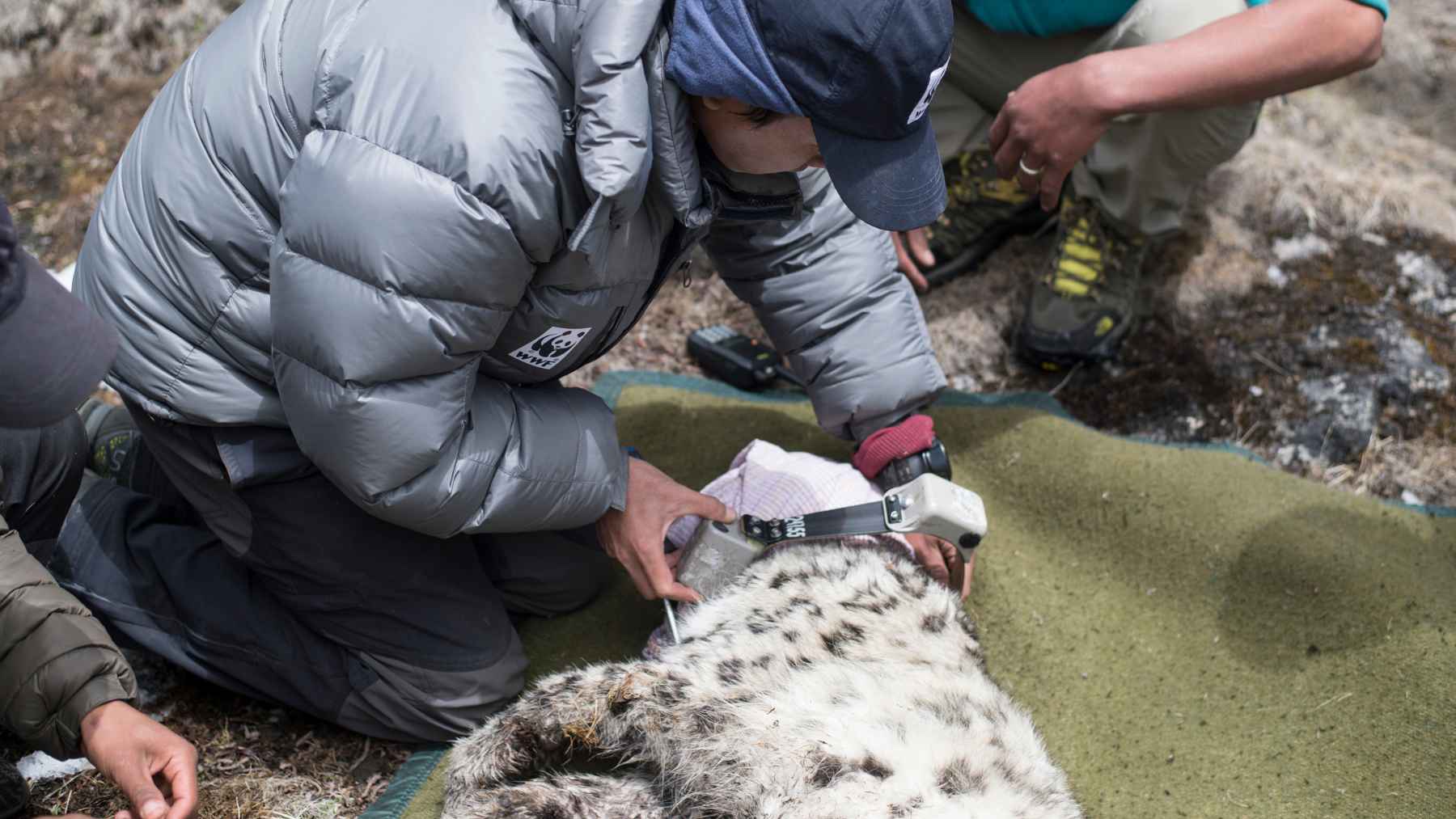 Людина в сірій пуховій куртці з логотипом WWF і синій кепці тримає ремінець із білим пристроєм біля шиї снігового барса. Барс із біло-сірим плямистим хутром лежить на оливковій ковдрі. Поруч видно руки й ноги інших людей, каміння та суху траву.