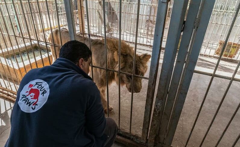 Людина у темному одязі з написом \"FOUR PAWS\" навпочіпки біля клітки з левом. Лев стоїть за металевими ґратами. У приміщенні бетонна підлога й металева конструкція.