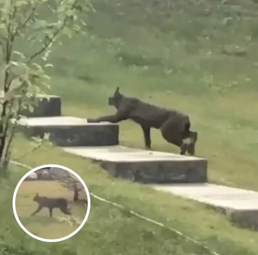 Коричнева тварина піднімається сходами на зеленій галявині. У кутовому круглому вставленні та ж тварина йде вздовж трави.