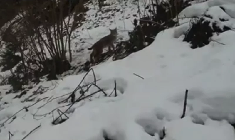 Сніговий пейзаж із деревами та кущами. На задньому плані видно тварину з рудуватою шерстю, схожу на кота. Земля вкрита нерівним шаром білого снігу. Деякі гілки виступають із снігу.