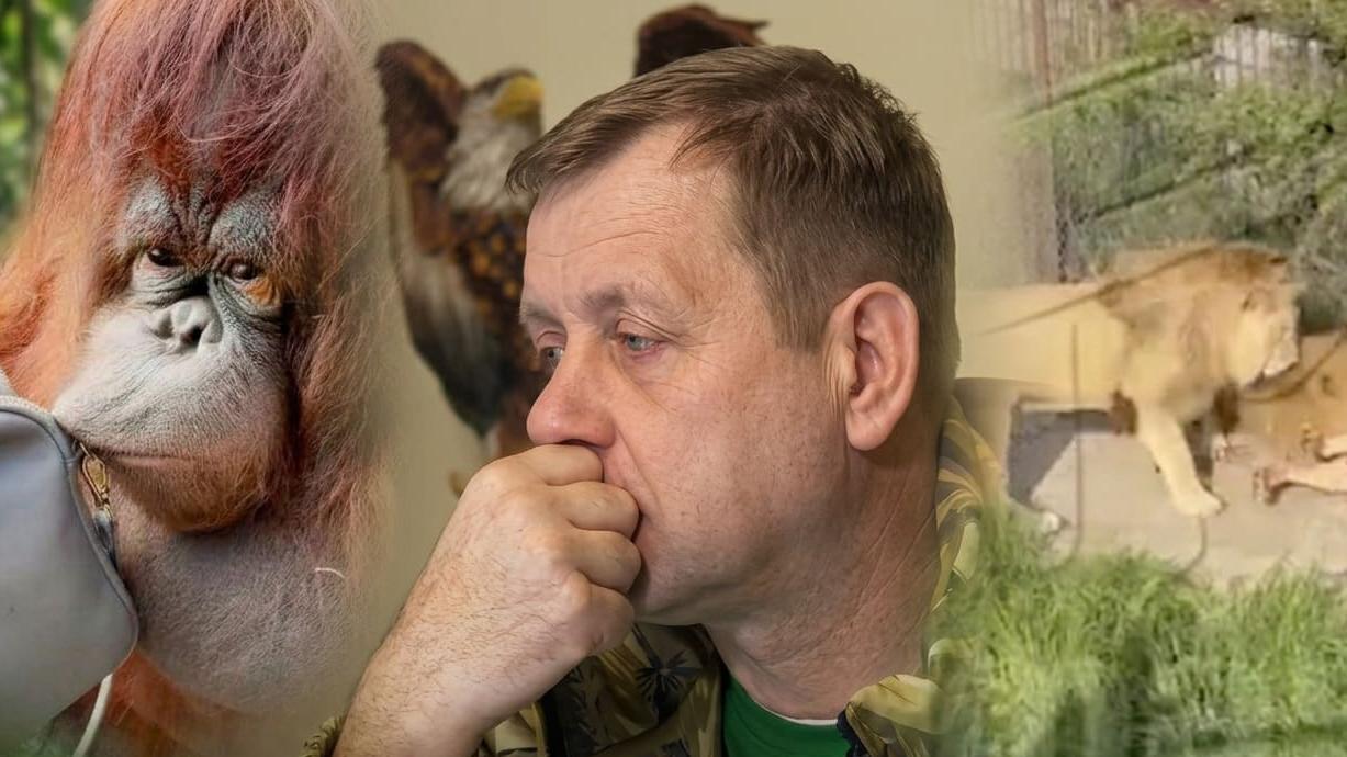 Колаж із трьох фрагментів: ліворуч крупним планом орангутан з рудою шерстю, по центру чоловік у профіль, спирає руку на рот, на тлі видно зображення орла; праворуч світлий лев стоїть на бетонній поверхні біля зеленої трави.