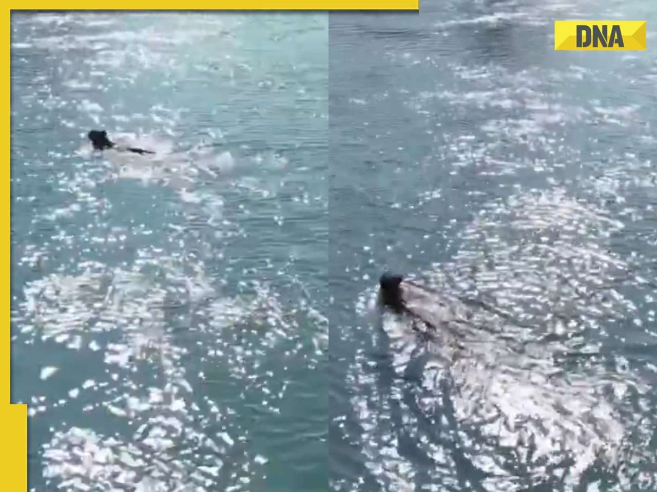 Вода має синьо-бірюзовий колір із відблисками світла. Видно тварину, яка пливе. У верхньому правому кутку є жовтий прямокутник із написом \"DNA\".