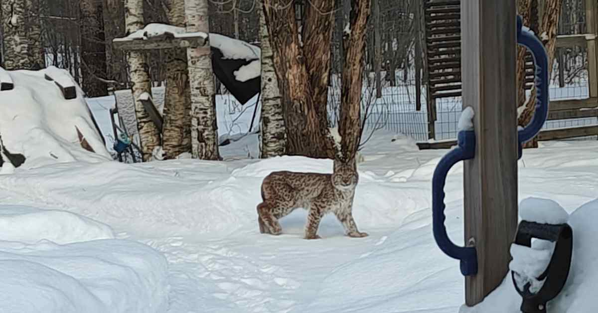 Рись на снігу поряд із деревами та металевими конструкціями. Багато білого снігу. Дерева мають коричневі стовбури. Видно сітчастий паркан. Зліва купа снігу з темними плямами, праворуч частина дитячого майданчика з синіми поручнями.