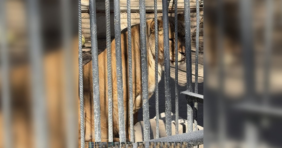 Світло-коричнева левиця стоїть за сірими вертикальними металевими ґратами. На тлі видно кам’яні стіни в бежевих і сірих тонах, унизу — світлий бетонний блок і тіні від ґрат.