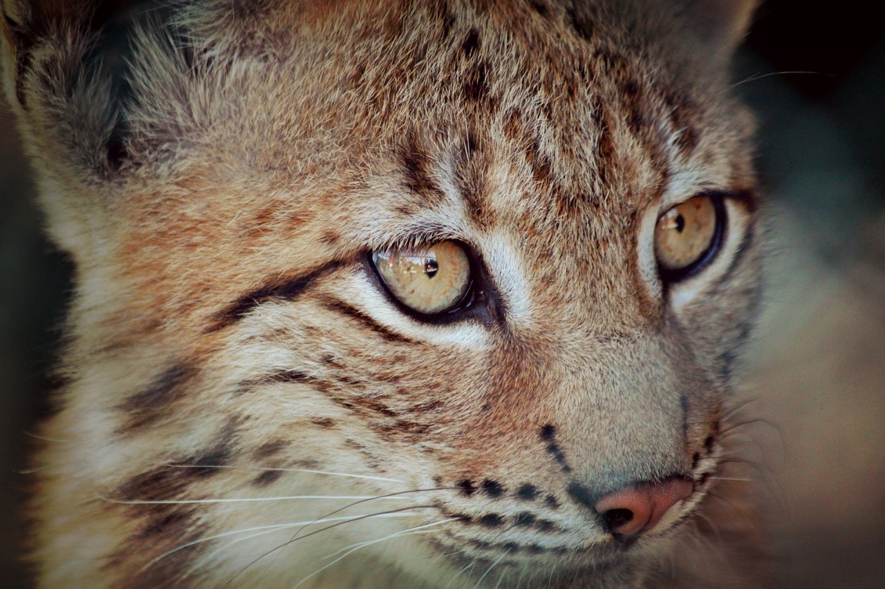 Крупний план морди рисі: світло-коричнева й сіра шерсть із темними плямами та смугами, жовтуваті очі, рожево-коричневий ніс, білі вуса, трикутні вуха.