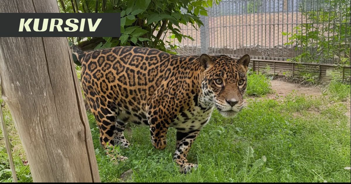 Ягуар з жовто-чорним плямистим хутром у траві біля дерев\'яного стовпа, на фоні кущів та металевої огорожі. Є напис \"KURSIV\".