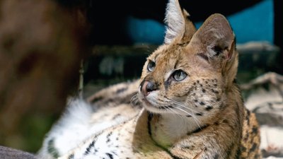 Плямиста кішка лежить, повернувши голову ліворуч. Світло-коричнева шерсть із чорними плямами, біле хутро на грудях і животі, великі загострені вуха, світлі очі. Тло темне й розмите, з ділянками синього та коричневого.